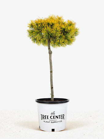 Carsten's Wintergold Mugo Pine - Tree Form