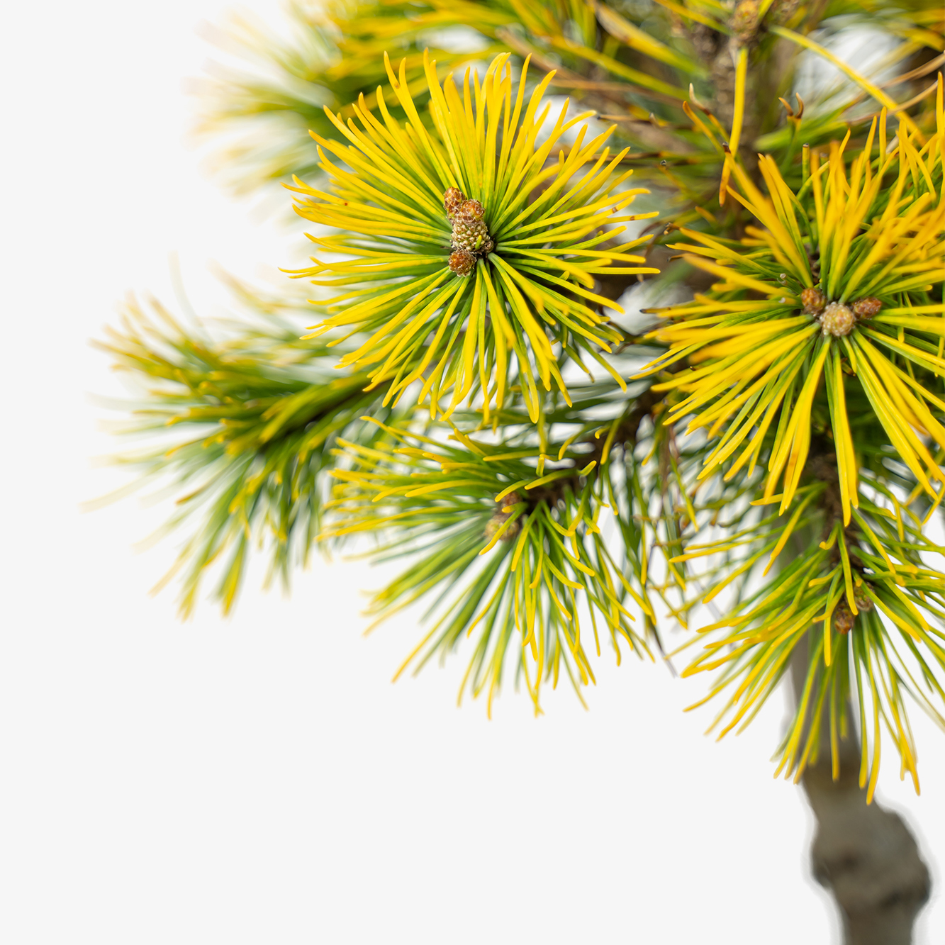 Carstens’ Golden Mugo Pine Tree For Sale Online | The Tree Center