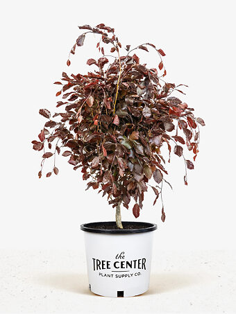 Columnar Purple Beech