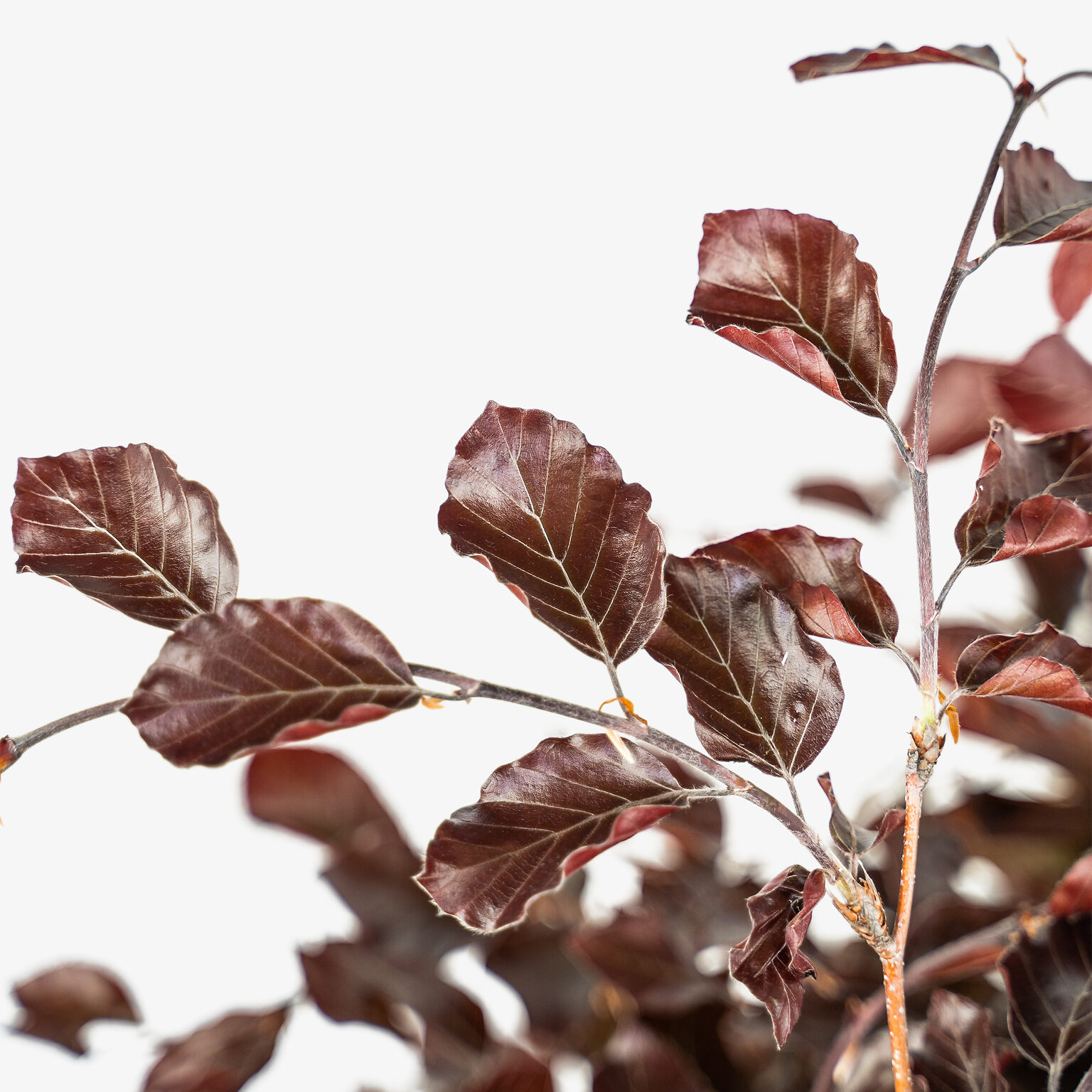 Purple Columnar Beech Tree