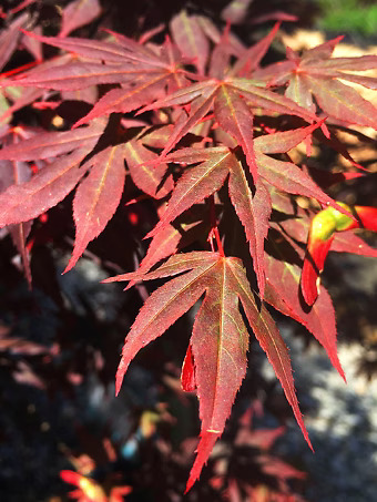 Dragon Tears™ Japanese Maple