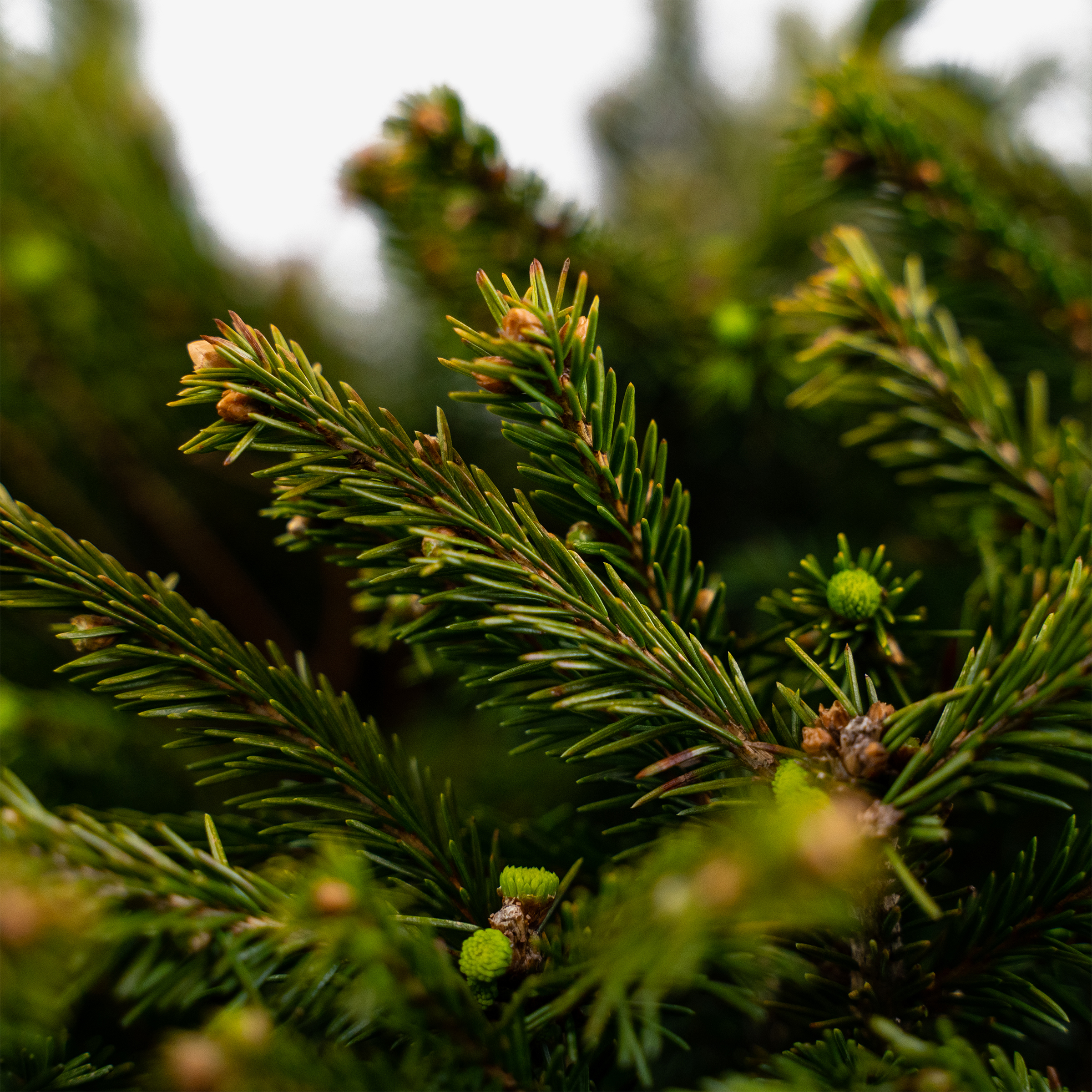 Dwarf Norway Spruce