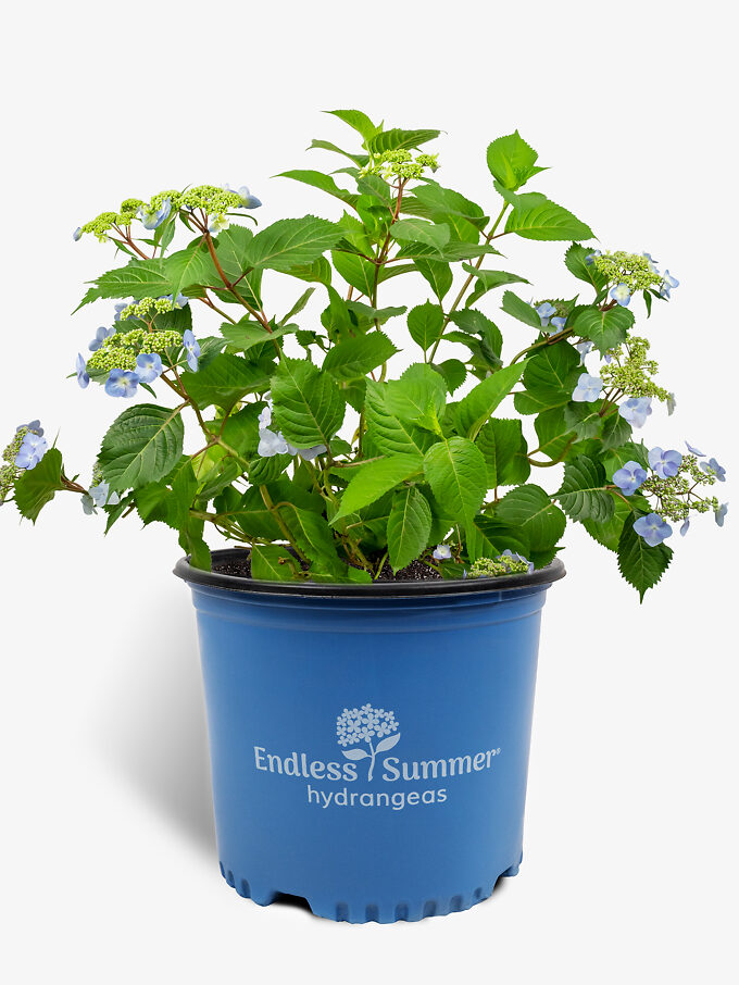 Buy Hydrangeas Hydrangeas For Sale Online The Tree Center