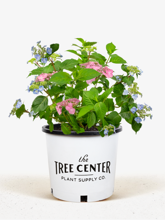 Twist-n-Shout® Hydrangea