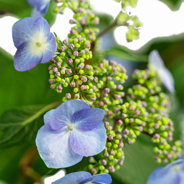 Endless Summer Twist-n-Shout Hydrangeas For Sale Online