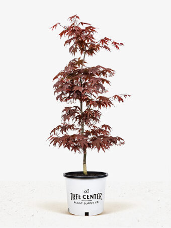 Fireglow Japanese Maple