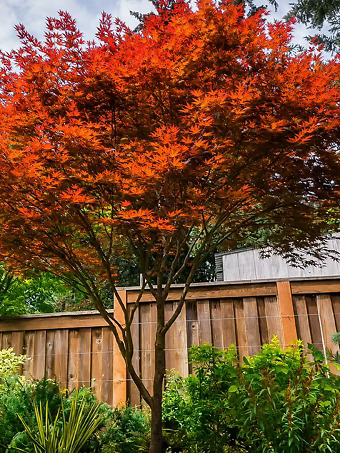 Fireglow Japanese Maple