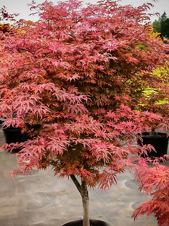 Geisha Gone Wild Japanese Maple