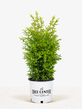 Gold Cone Juniper