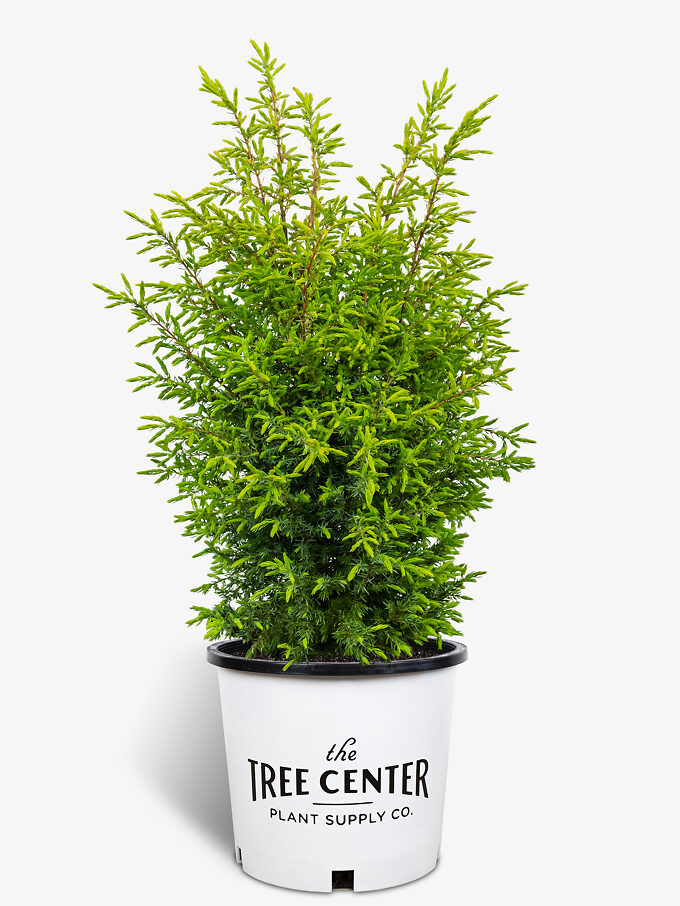 Juniper Trees For Sale Online The Tree Center