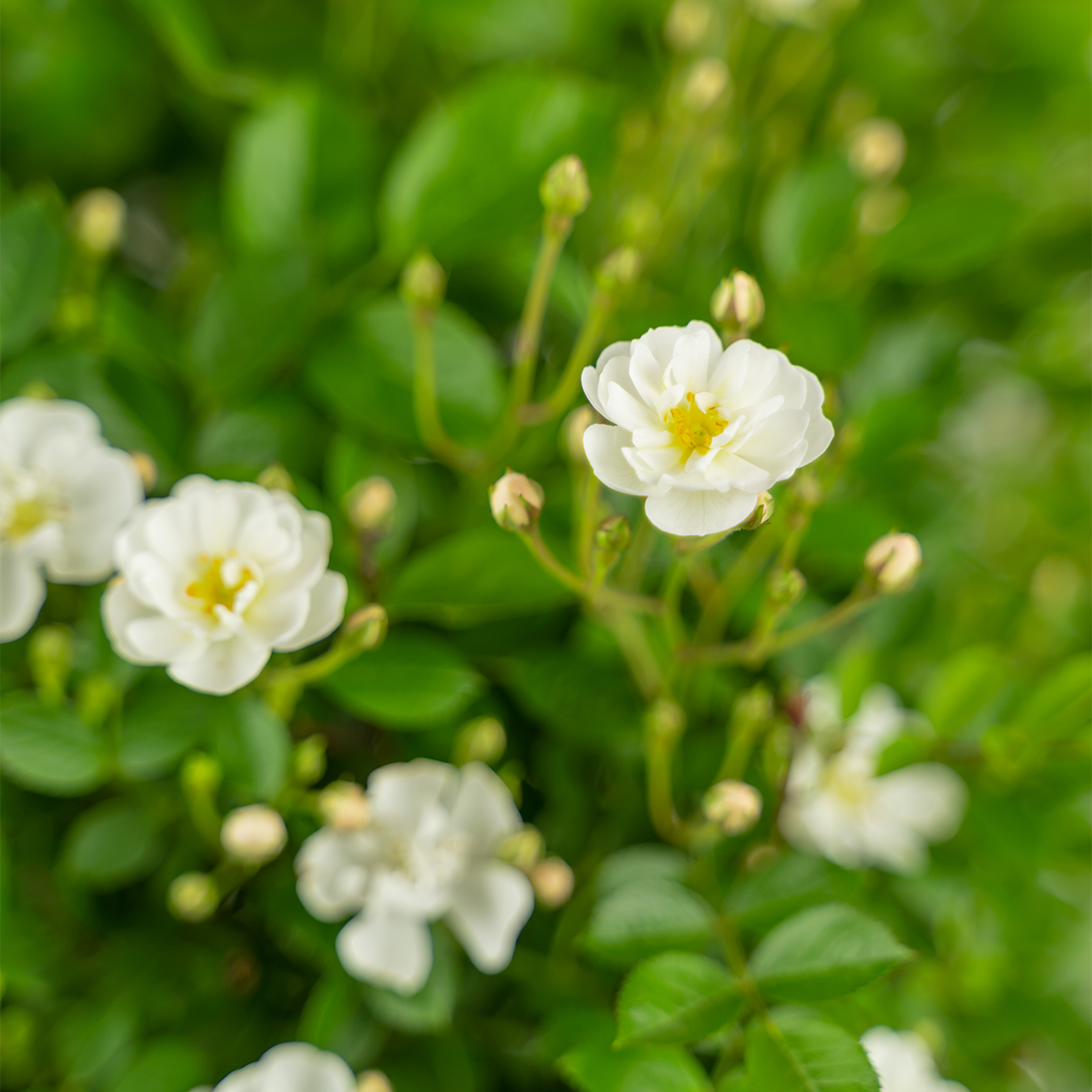 Gourmet Popcorn Miniature Rose Trees For Sale Online The Tree Center