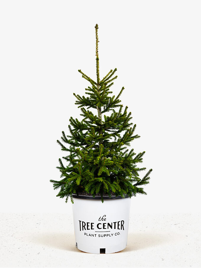 Buy Spruce Trees Online Spruce Trees for Sale The Tree Center