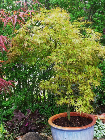 Kamagata Japanese Maple