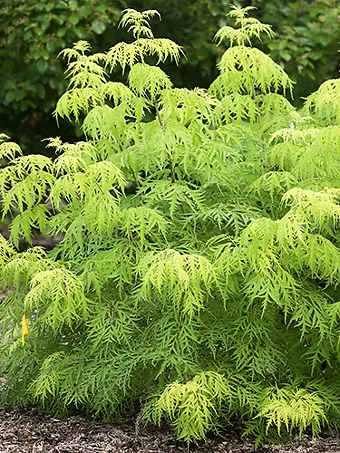 Lemony Lace Elderberry