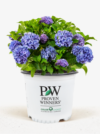 Let's Dance® Rhythmic Blue® Hydrangea