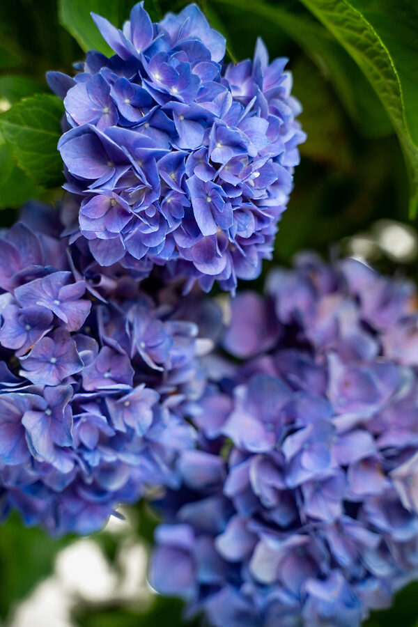 Let S Dance Rhythmic Blue Hydrangea Shrubs For Sale Online The Tree Center