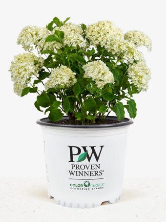 Limetta® Invincibelle Hydrangea