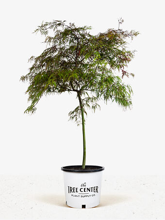 Baldsmith Japanese Maple