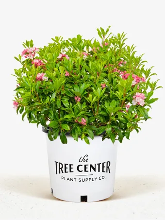 Olympic Fire Mountain Laurel