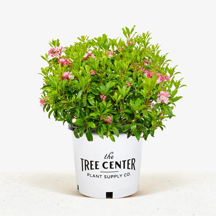 Olympic fire mountain laurel