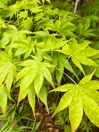 Peridot Flame Japanese Maple