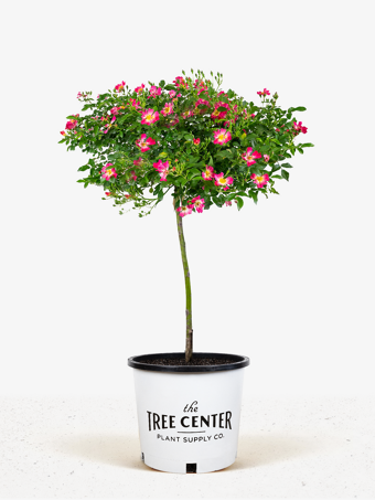 Pink Drift® Rose - Tree Form
