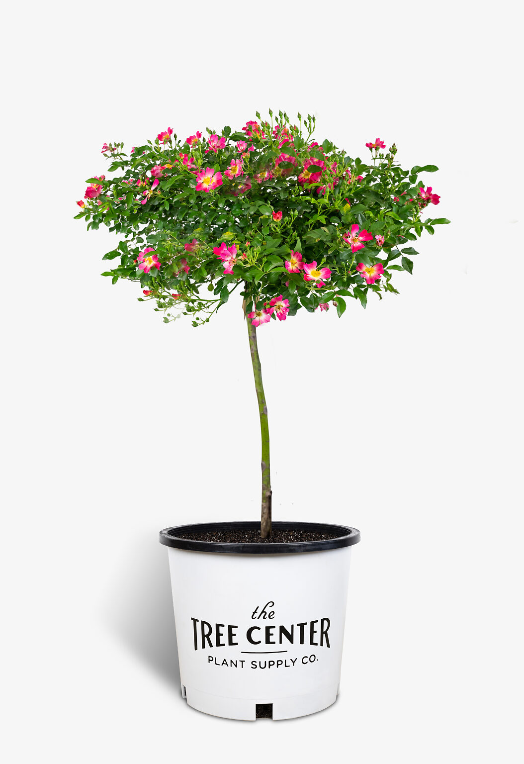 Pink Drift Rose Tree Form For Sale Online The Tree Center