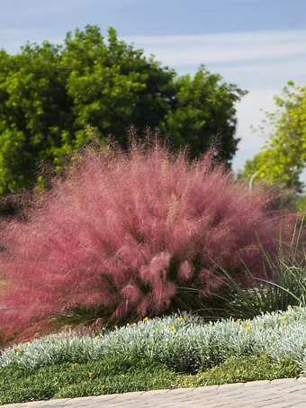 Pink Muhly Grass