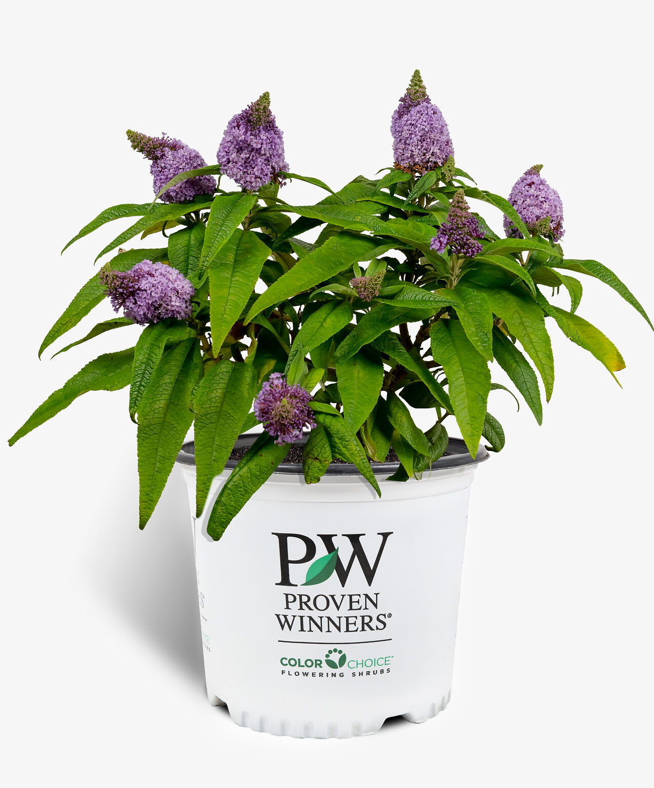 Pugster Amethyst Butterfly Bushes For Sale Online The Tree Center
