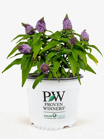 Pugster® Amethyst Butterfly Bush