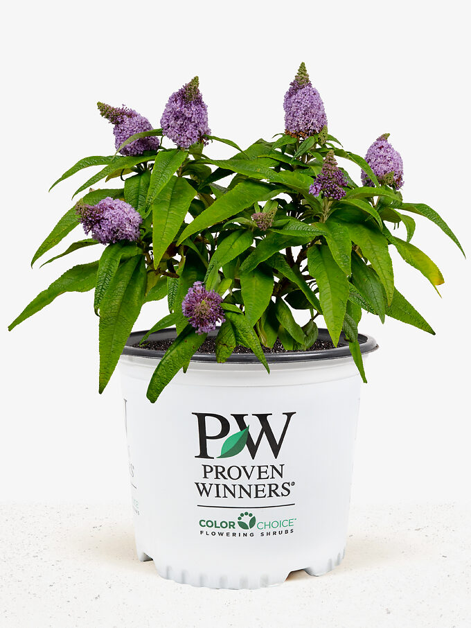 Asian Moon Butterfly Bush | The Tree Center