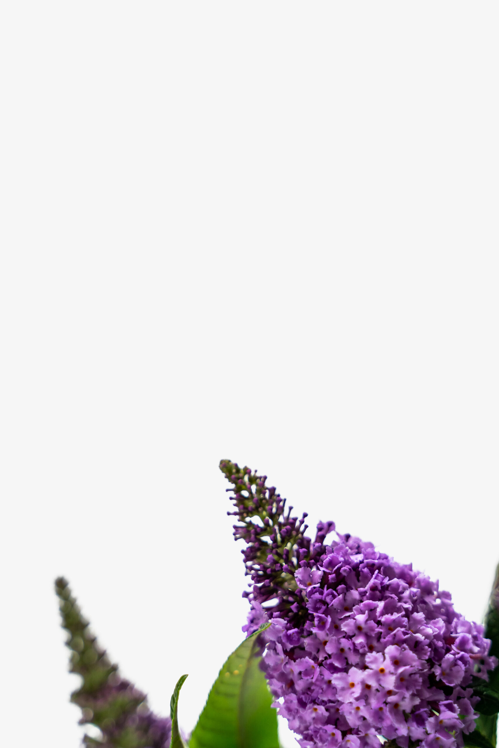 Pugster Amethyst Butterfly Bushes For Sale Online The Tree Center