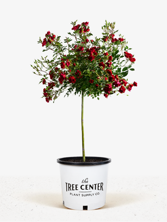 Red Drift® Rose - Tree Form