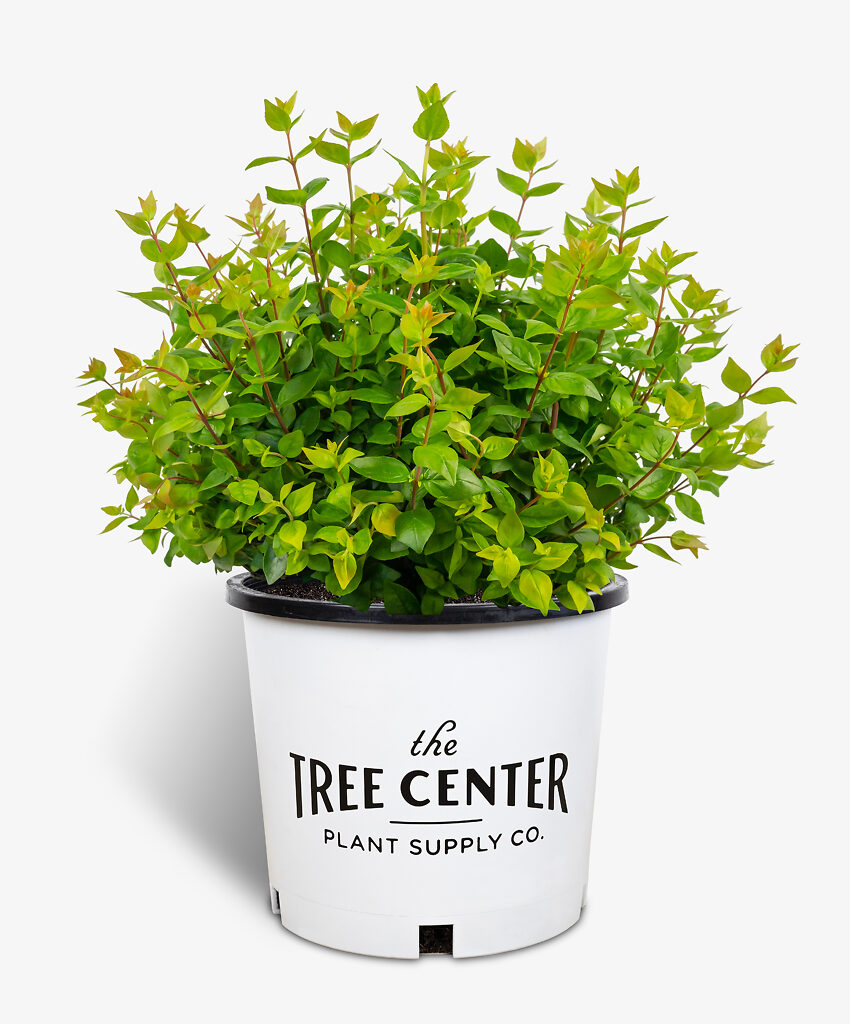 Rose Creek Abelia Shrubs For Sale Online The Tree Center