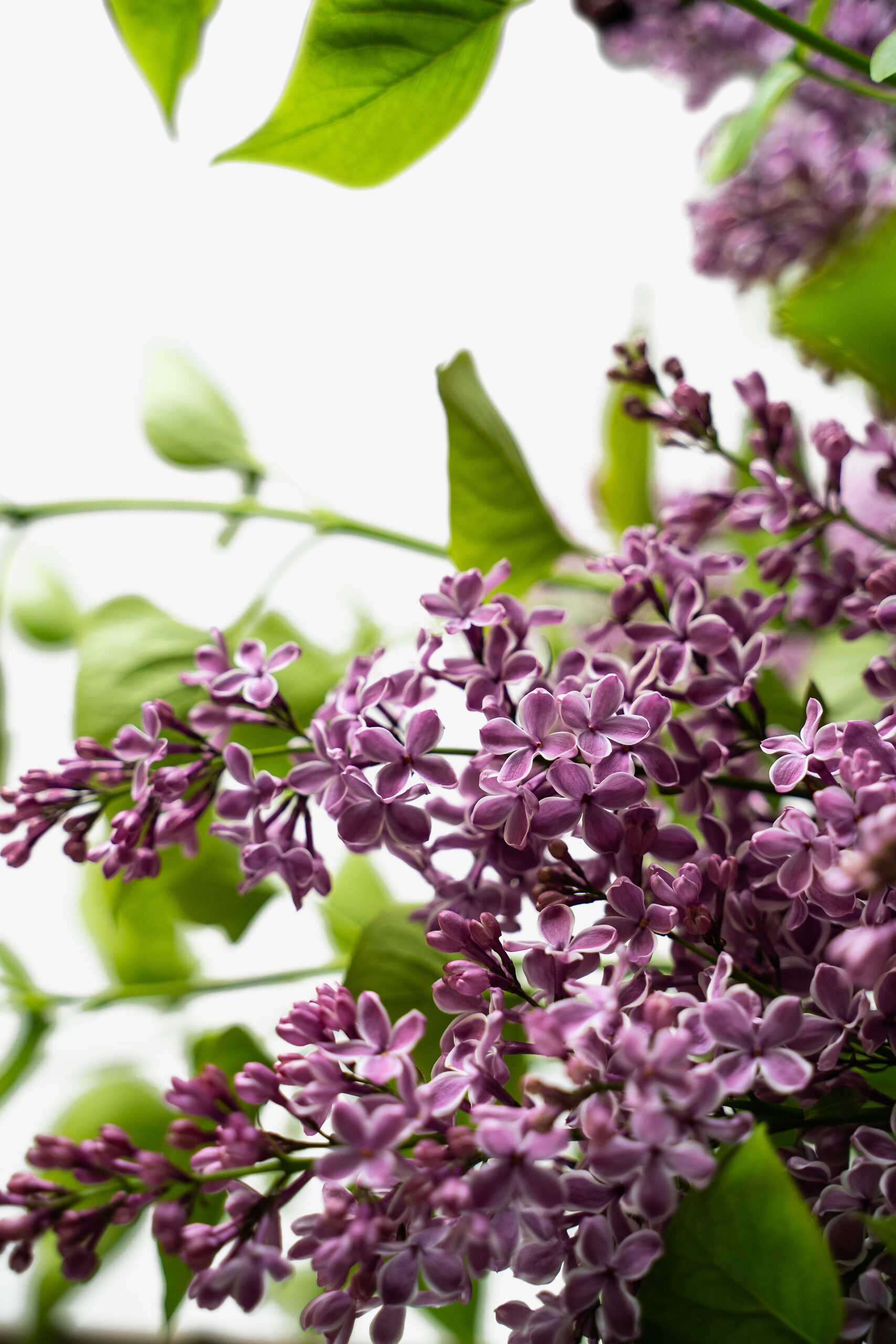Sensation Lilac Shrubs For Sale Online The Tree Center