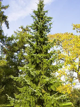 Serbian Spruce