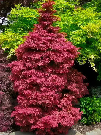 Skeeter's Broom Japanese Maple