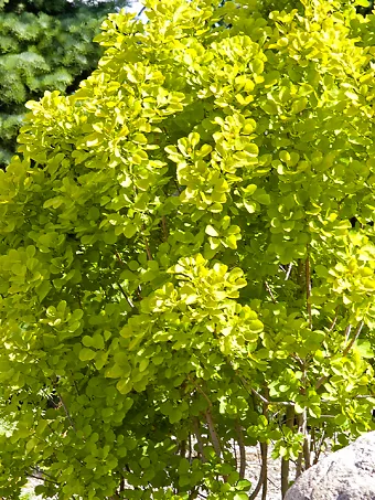 Golden Spirit Smoke Tree