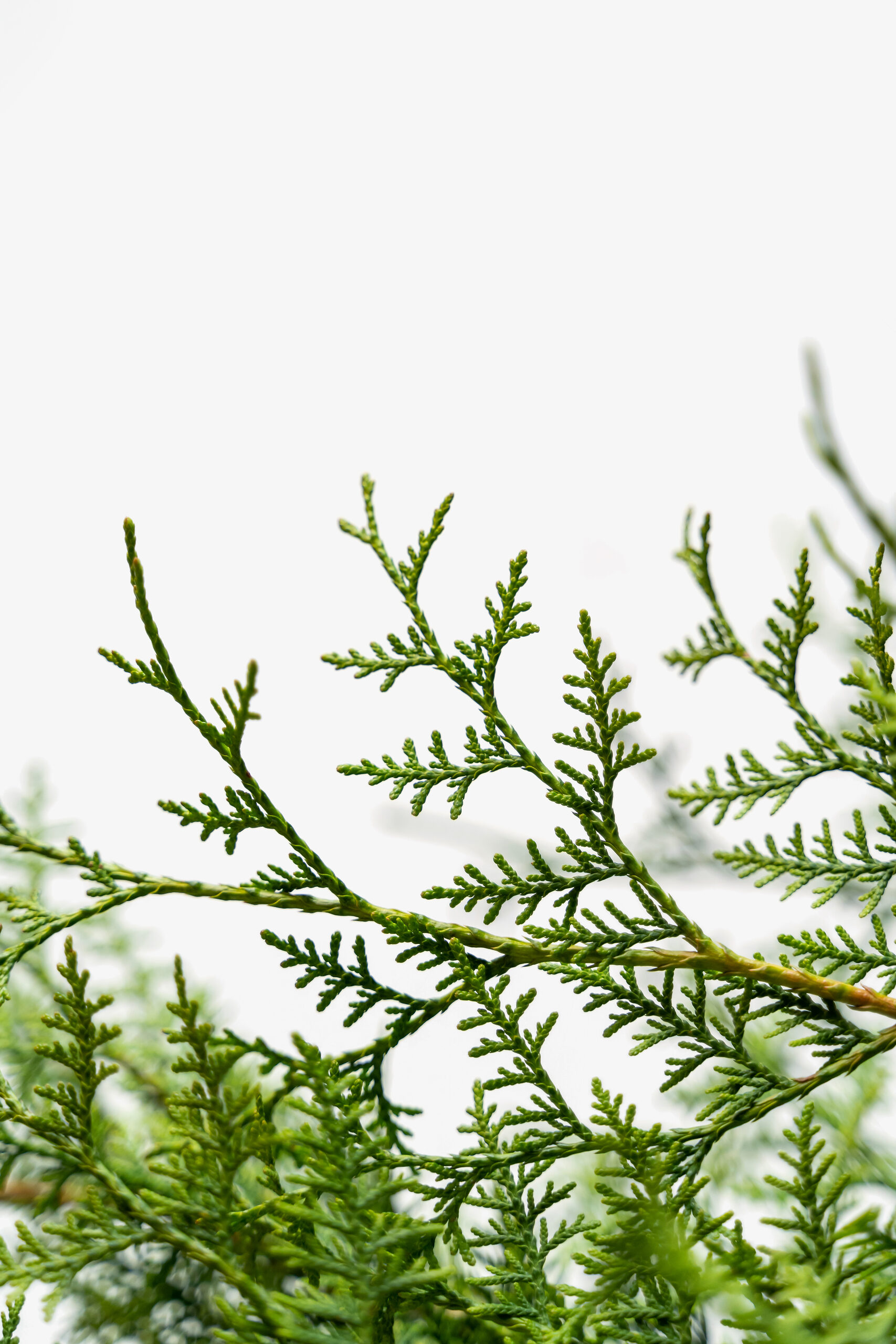 Sugar and Spice Arborvitae Trees For Sale Online | The Tree Center