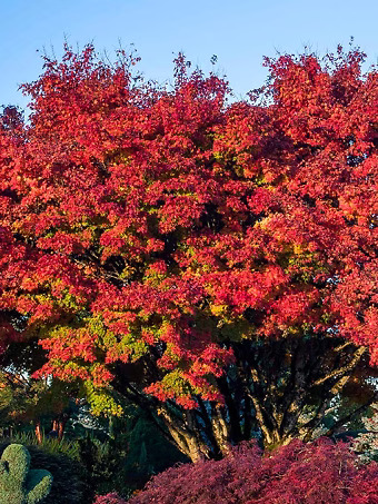 Tobiosho Japanese Maple