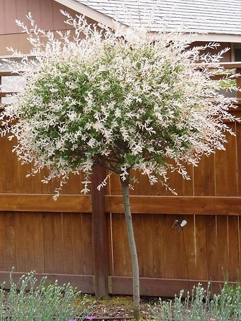 Tri Color Dappled Willow - Tree Form