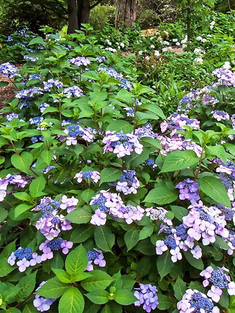 Twist-n-Shout® Hydrangea