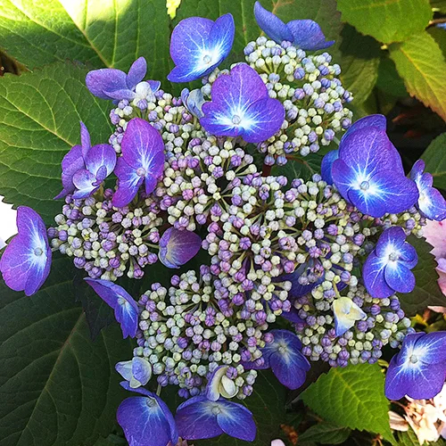 Endless Summer Twist-n-Shout Hydrangeas For Sale Online