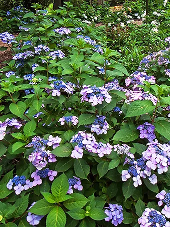 Twist-n-Shout® Hydrangea