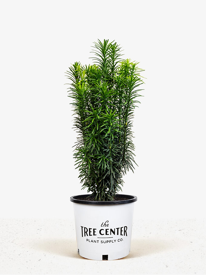 Buy Yew Trees Online The Tree Center