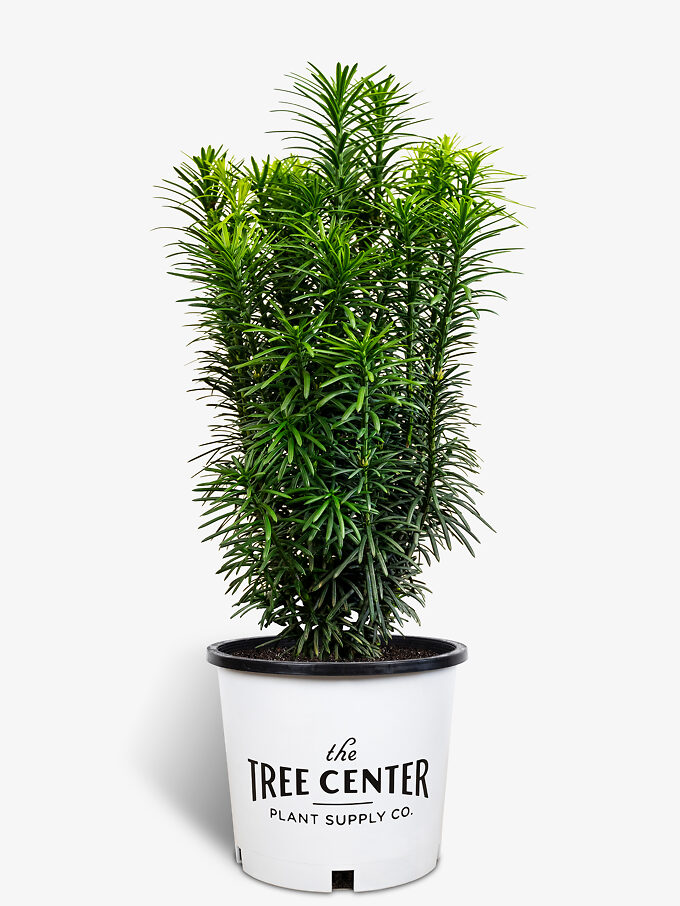 Buy Yew Trees Online The Tree Center