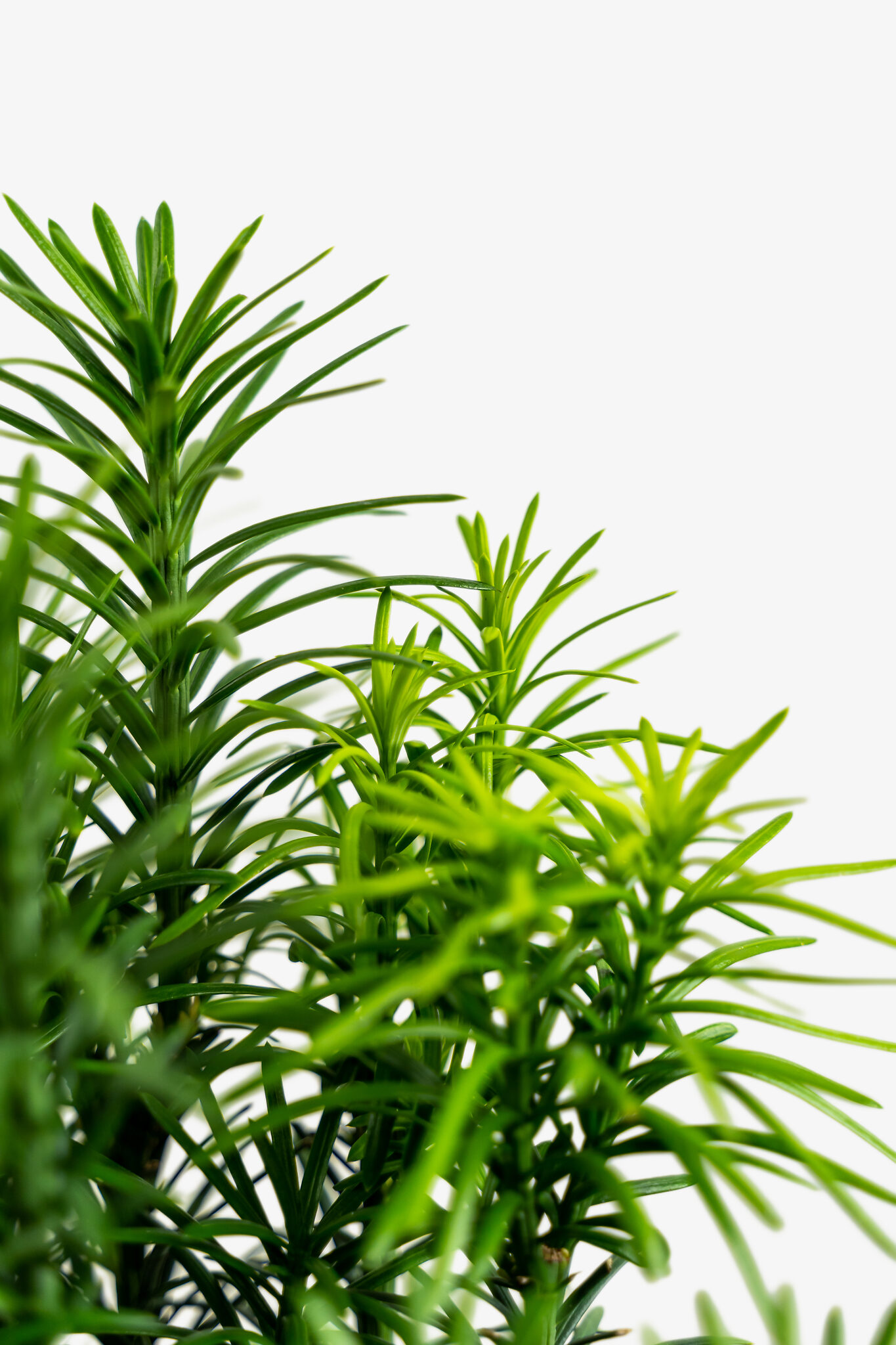 Upright Japanese Plum Yew For Sale Online The Tree Center