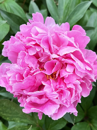 Alexander Fleming Peony
