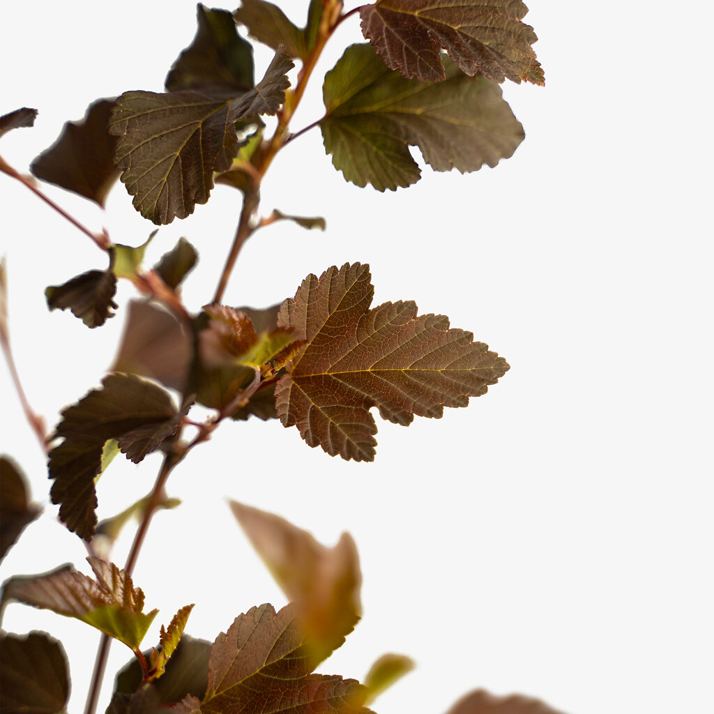 Center Glow Ninebark For Sale Online | The Tree Center