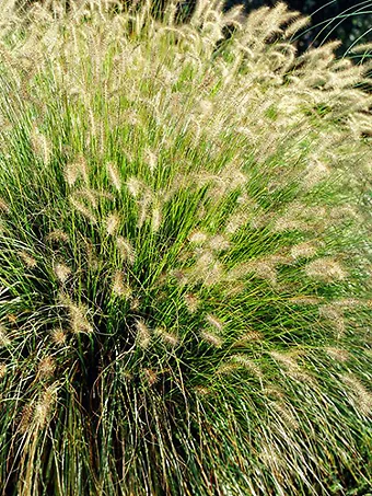 Chinese Fountain Grass